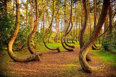 Krokiga skogen i Polen: mysteriet med de böjda tallarna