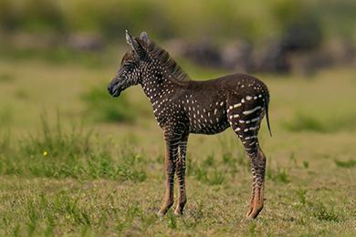 Zebra met stippen: een uiterst zeldzaam genetisch fenomeen in het wild