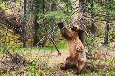 Dansende grizzlybjørne