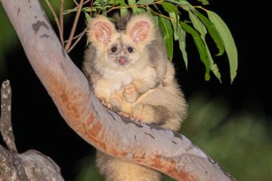 Planeadores mayores: asombrosos marsupiales planeadores de Australia