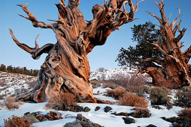 Bosque de pinos bristlecone: el bosque más antiguo del planeta